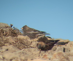 Leucosticte arctoa