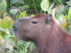 Hydrochoerus hydrochaeris