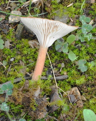 Clitocybe gibba image