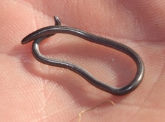 Leptotyphlops nigricans