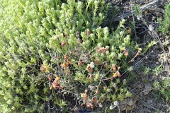 Teucrium gnaphalodes