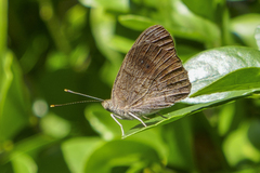 Eunica monima modesta