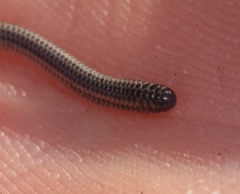 Leptotyphlops nigricans