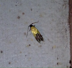 Opogona protodoxa