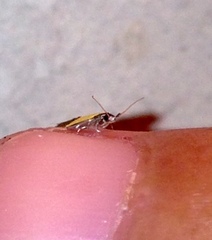 Opogona protodoxa