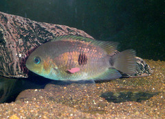Topaz Cichlid photo 2