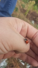 Coccinella monticola