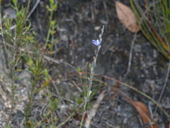 Comesperma calymega