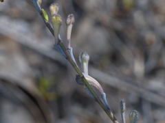 Comesperma calymega