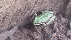 Hyla wrightorum