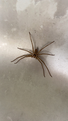 Heteropoda venatoria