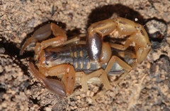 Uroplectes formosus