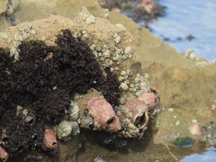 Chthamalus dentatus