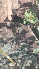Sceloporus slevini