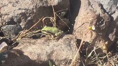 Hyla wrightorum