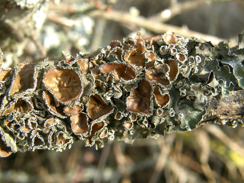 Pleurosticta acetabulum