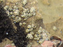 Chthamalus dentatus