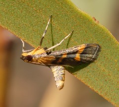Metallarcha diplochrysa