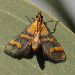 Metallarcha diplochrysa