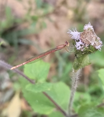 Agriocnemis lacteola