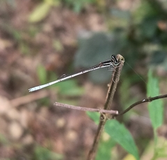 Agriocnemis lacteola