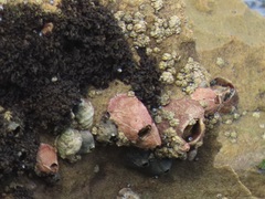 Chthamalus dentatus