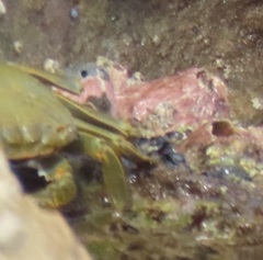 Grapsus fourmanoiri