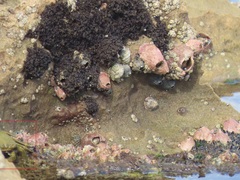 Grapsus fourmanoiri