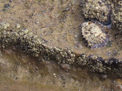 Chthamalus dentatus