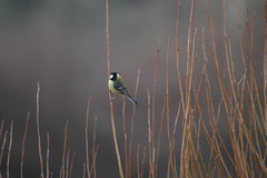Parus major