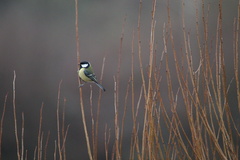 Parus major