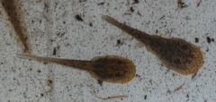 Hewitt's African Ghost Frog photo 5
