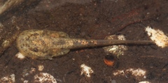 Hewitt's African Ghost Frog photo 4