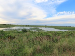 Hylambates maculatus