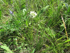 Allium stellerianum