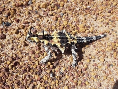 Moloch horridus