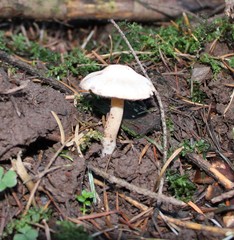 Fungi