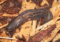 Limax maximus