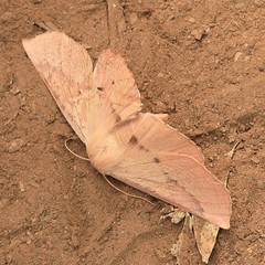 Monoctenia falernaria