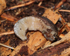 Limax maximus