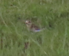 Charadrius pecuarius