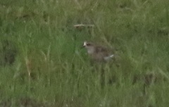 Charadrius pecuarius