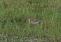 Charadrius pecuarius