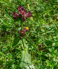Gentiana pannonica