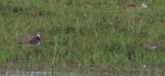 Charadrius pecuarius
