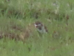 Charadrius pecuarius