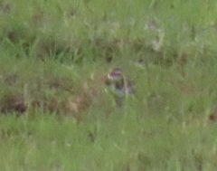 Charadrius pecuarius