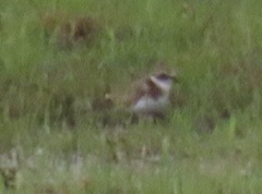 Charadrius pecuarius