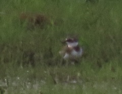 Charadrius pecuarius
