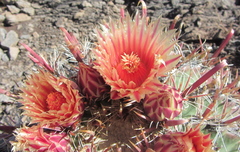 Ferocactus peninsulae